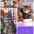 昨日は秘密結社ねこのひげ譲渡会♪