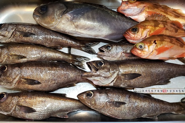 ヨシケンが気楽に釣りをして 真剣に料理を作り 適当なことを言うblog 釣行記 中深場