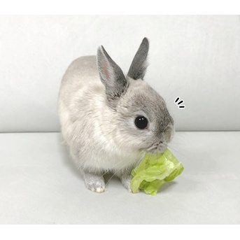 うさぎのルリ(4/19追記)