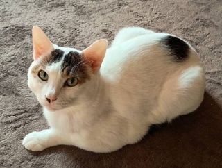 腹パン猫。と、白の貝殻鉱石つくりました。