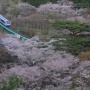 南東北桜めぐり その2:水郡線矢祭山