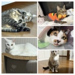 保護猫さんの徒然日記