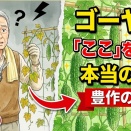 ゴーヤ(蔓)の「ここ」をハサミで切るだけ！多くの人がしていない、豊作の本当の秘訣