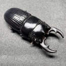 チェリフェルネブトクワガタ　原名亜種（タイ）　飼育記