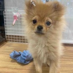 カインズ朝霞ペッツワンコーナースタッフブログ｜ペットショップワンラブグループ