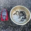 本日の釣果