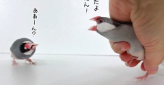 とうもろこし食べた