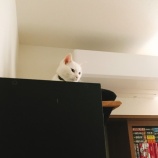 あれ？蜘蛛の糸じゃない？？