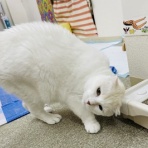 annex ニャンコのずっとのお家探し。