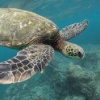 【動画】クソデカ亀、打ち上がるwwwwwwwwwwwwww