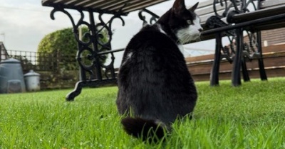 ◎日曜のにゃんこ561◎