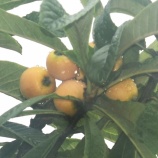 『私の光マイクロバブル入浴研究Ⅲ(105)光マイクロバブル足浴（8）』の画像