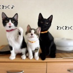 猫とお酒と日々のこと