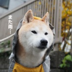 湘南凸凹柴WAN日記