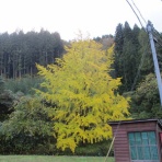 ノスタルジックライフ