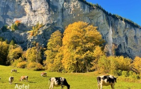 今年のスイス 紅葉はいつ？ 10月はエンガディンへ🇨🇭