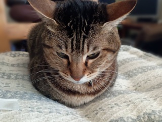 ポン太の病院デーでした。と、黄色系の水彩玉つくりました。