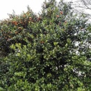 ⑨3186・2881 高所の蜜柑、鳥さんも遠慮かな。