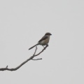 令和6(2024)年7月9日の鳥さん Vol.2　矢切で野鳥の観察･撮影 元気に餌を強請るモズの幼鳥の登場!!
