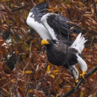 『投稿：AFボーグによるオオワシ5態　2024/03/30』の画像