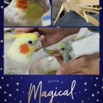 カズナル　～鳥達の襲撃