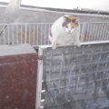 猫に小判を与えたら。 埋蔵金:千九百拾九両 ここは鳥獣霊苑・・・緑地帯ぃやぁっ!