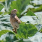 『令和6(2024)年5月18日の鳥さん Vol.2　矢切で野鳥の観察･撮影 オオヨシキリが多々登場!!トビも現る!!畑の中にいたヒバリが可愛い!!』の画像