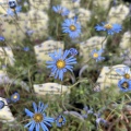 キングフィッシャーデージーと入荷の花たち