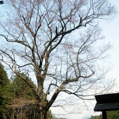 飛騨かなやまの桜　開花状況 2026
