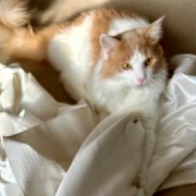 カーテンを洗おうとすると猫がついてくる！？