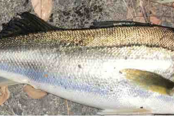 埼玉シーバスうお ず 魚 S 中川水系