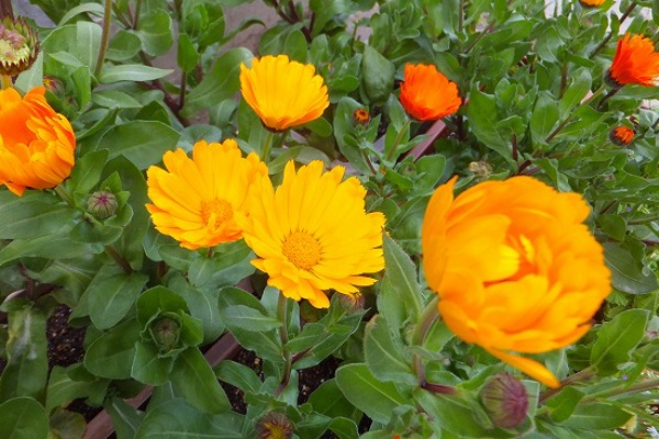 キンセンカの花が いっぱい O 花好きおばあさんの 園芸ボランティア日記