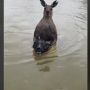 【動画】川で泳いでいた犬、筋肉ムッキムキなカンガルーに襲われてしまう… 男性が引き離そうとした結果…