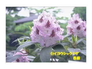 暦‐2026年5月15日