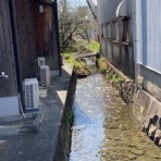 大阪の歴女と歴犬