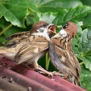 子育て中のスズメ