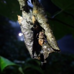 Insect trails