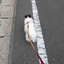 ジャックラッセルテリア3372日目