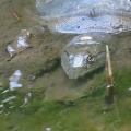 産卵期でスッポンが出て来た🐢📸（多々良沼公園）