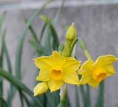 遠慮がちに春の訪れを告げる