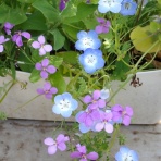 Heyモーの家庭菜園を楽しむ