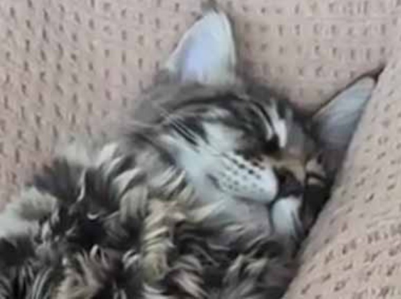 うちのネコが私の膝で寝ていた。普通の猫とちょっと違う → 足はこんな大きさです…