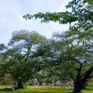葉桜と遅咲き桜共演