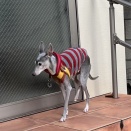 うちの子になって9年2ヶ月