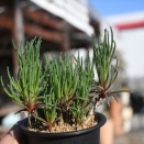 フィロボルス＆明日は販売会