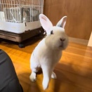 うさぎさんなりの言い分