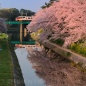 桜と名鉄 = 名所 岡崎公園にて =