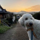 ももちの早朝朝んぽとどこでも寝れるジニたん❣️