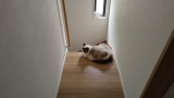 うちの猫をみてくれ（※画像あり）