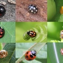 日本国内で見られるミュラー型擬態の実例